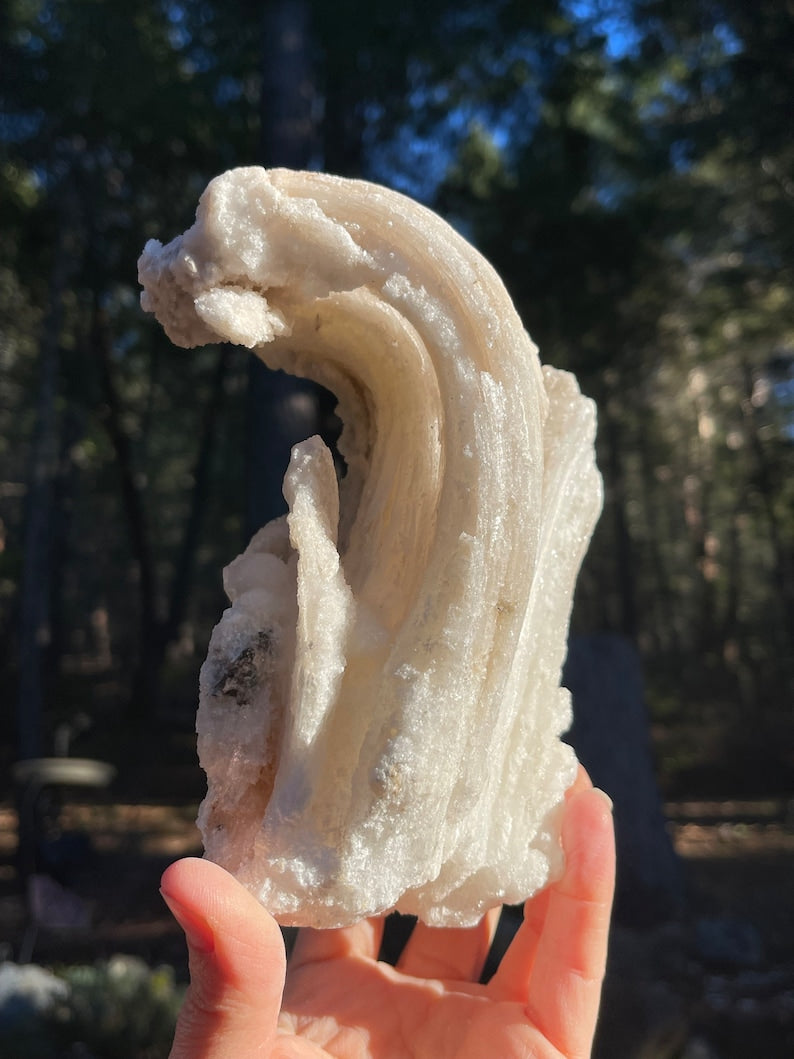 Large Rams Horn Gypsum Selenite, Mexico - self standing