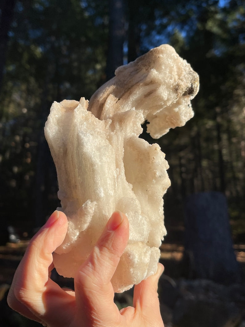 Large Rams Horn Gypsum Selenite, Mexico - self standing