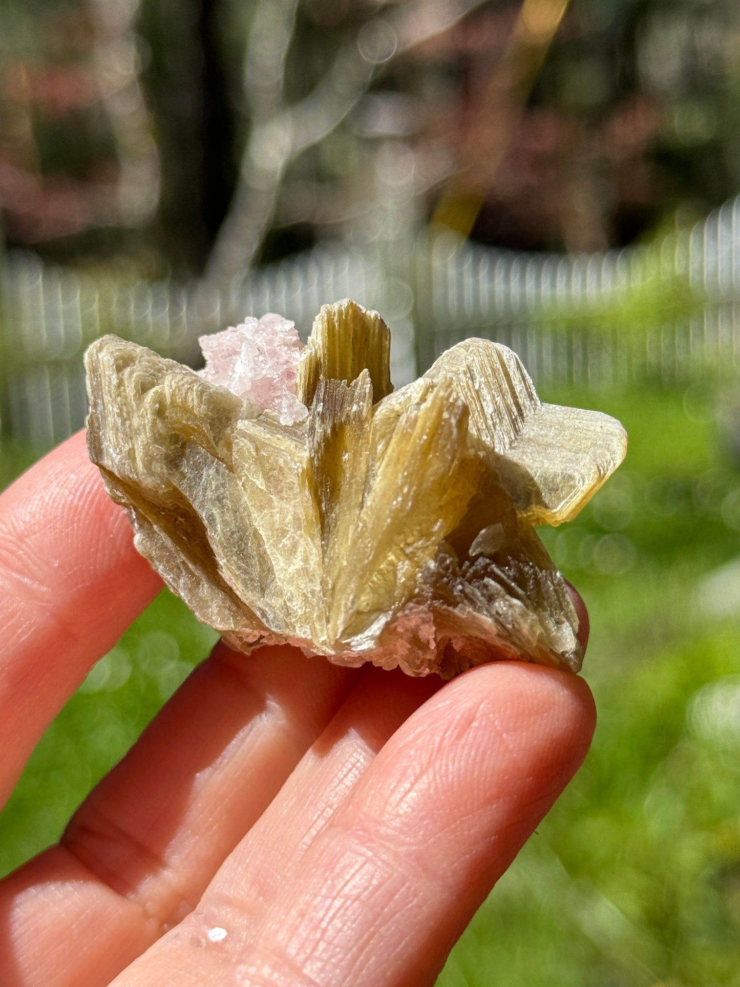 Star Mica with Crystalized Rose Quartz, 32g Brazil