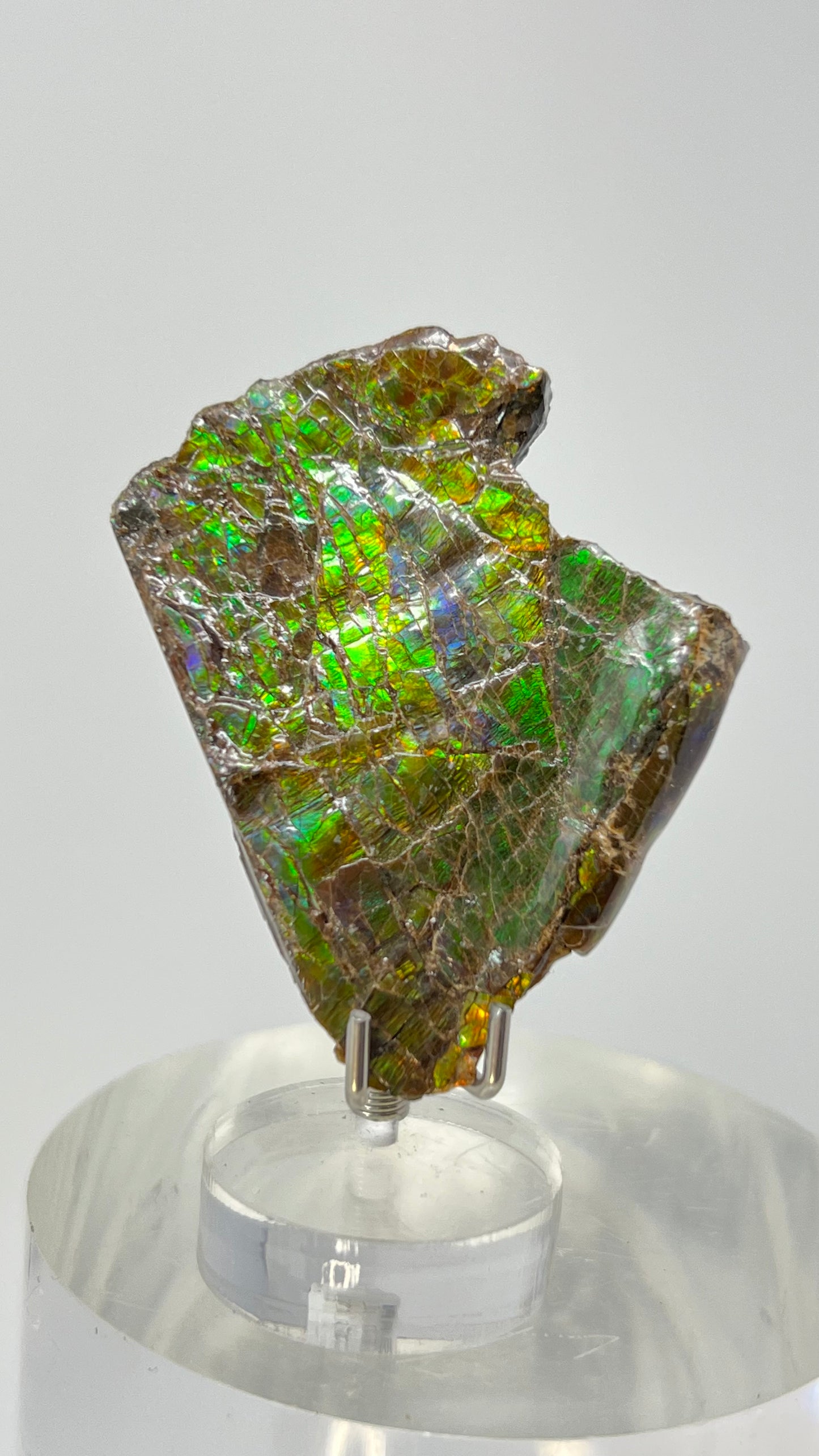 Ammolite Gemstone, Ammonite Fossil