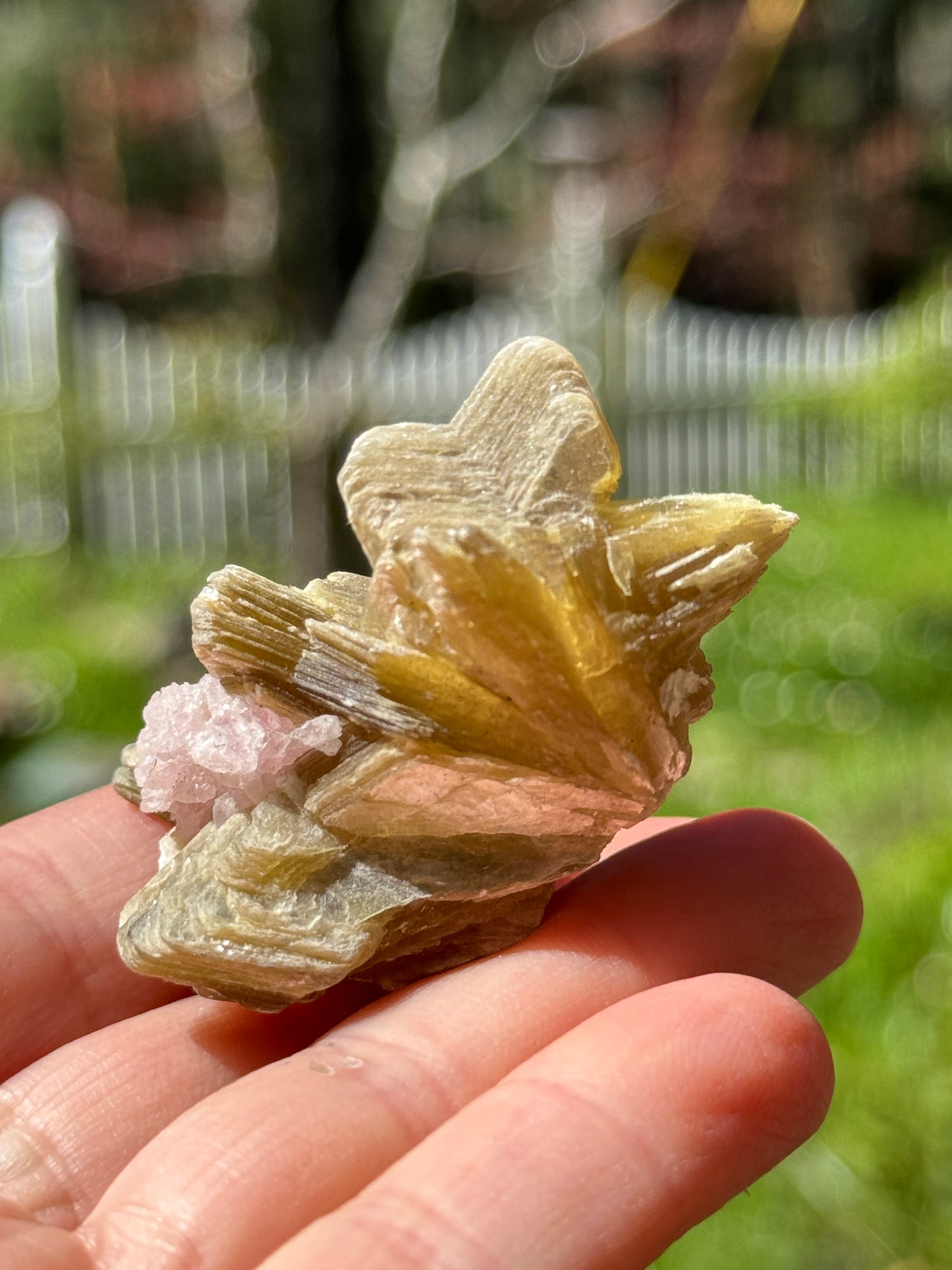 Star Mica with Crystalized Rose Quartz, 32g Brazil