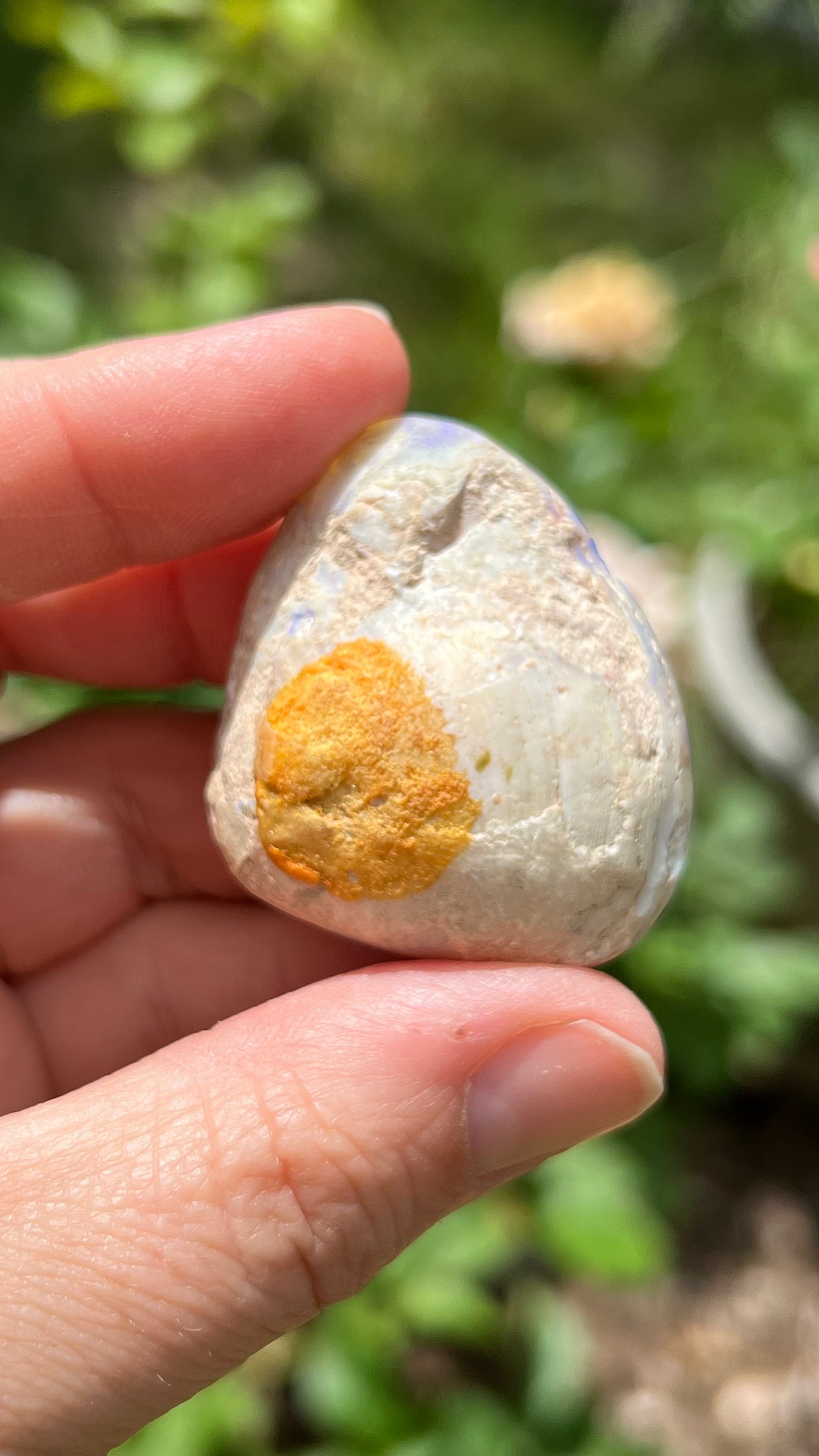 Opalized Clam Shell, 128cts Coober Pedy Australia, Iridescent Fossils