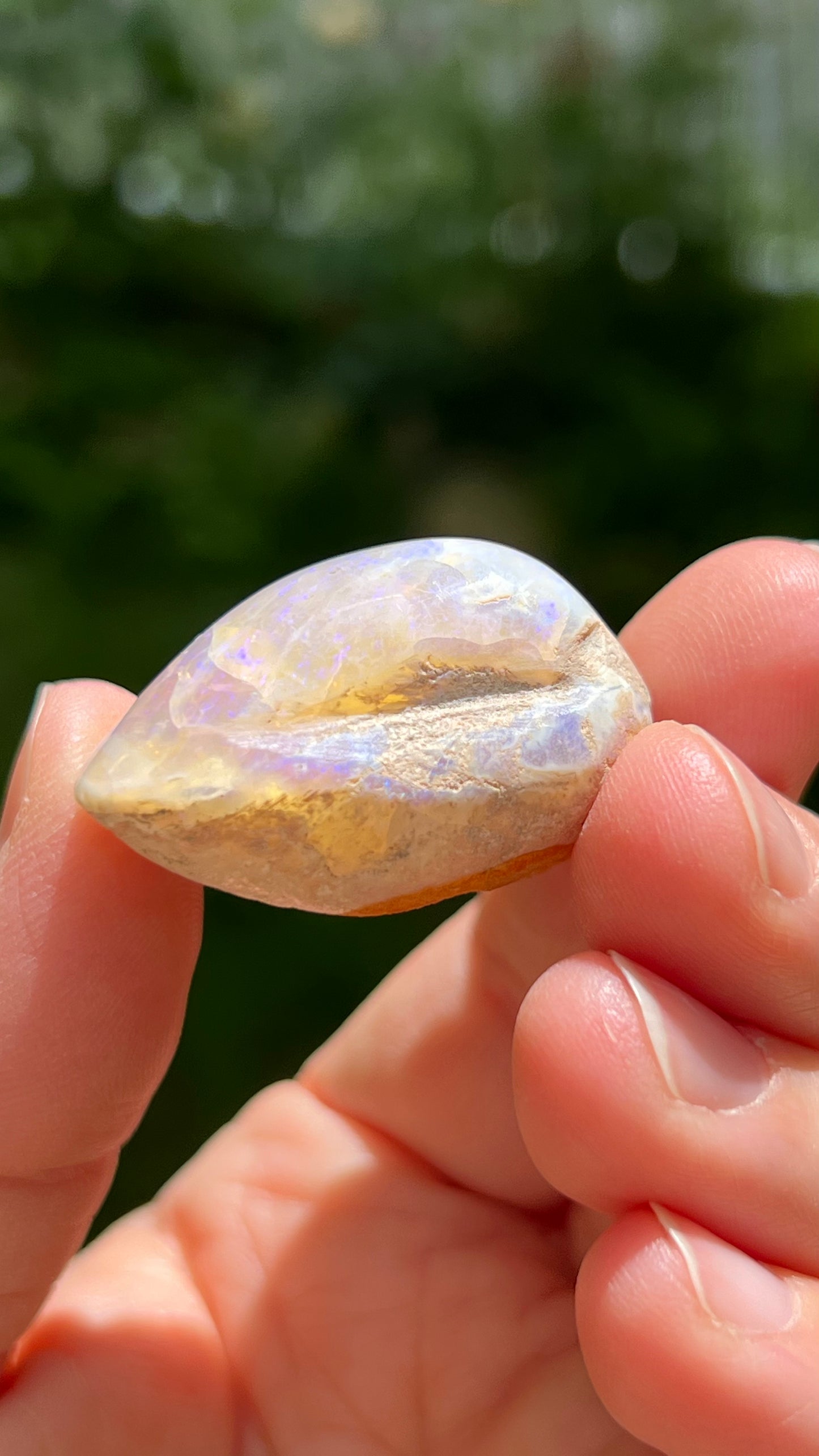 Opalized Clam Shell, 128cts Coober Pedy Australia, Iridescent Fossils