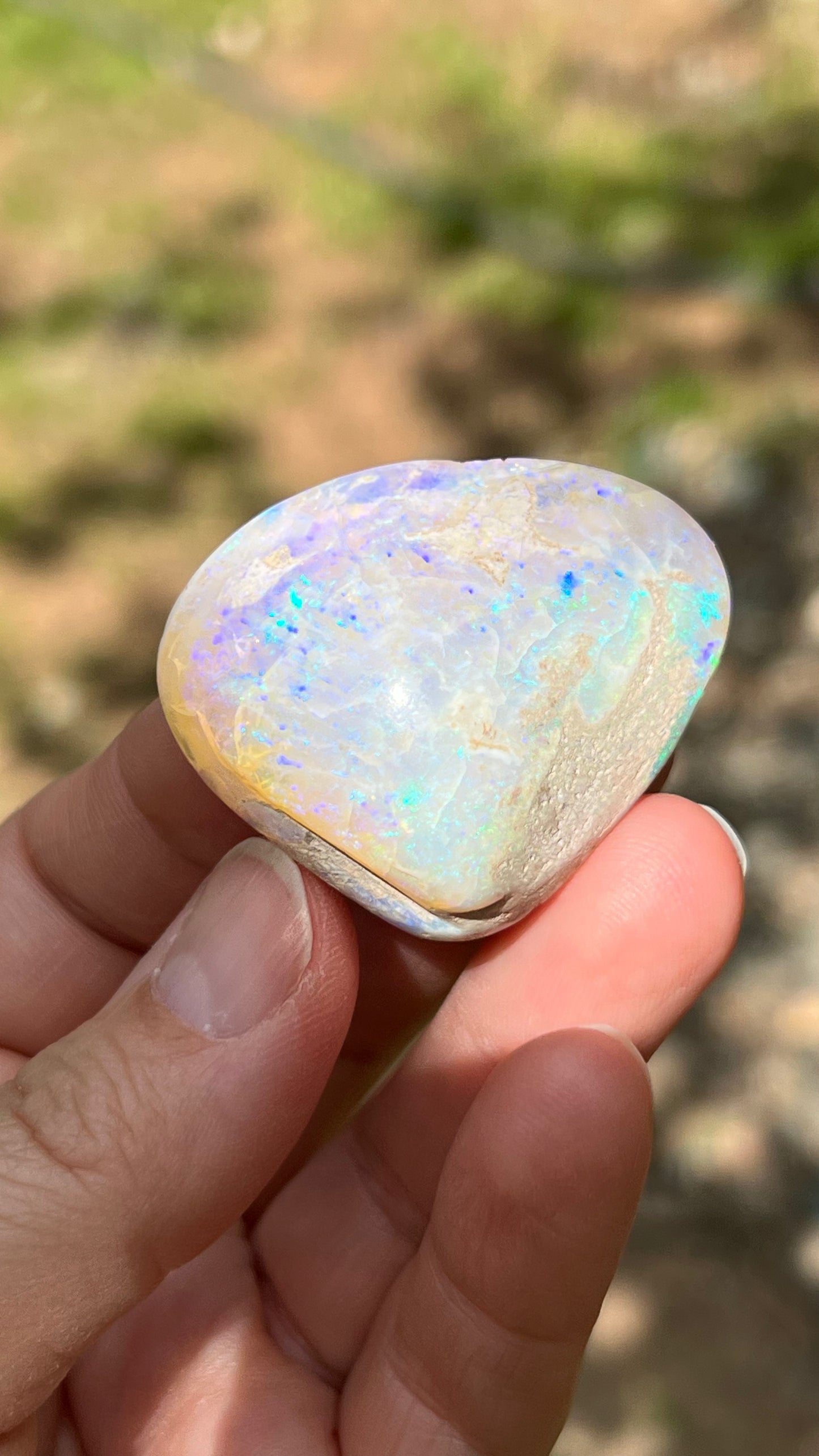 Opalized Clam Shell, 128cts Coober Pedy Australia, Iridescent Fossils