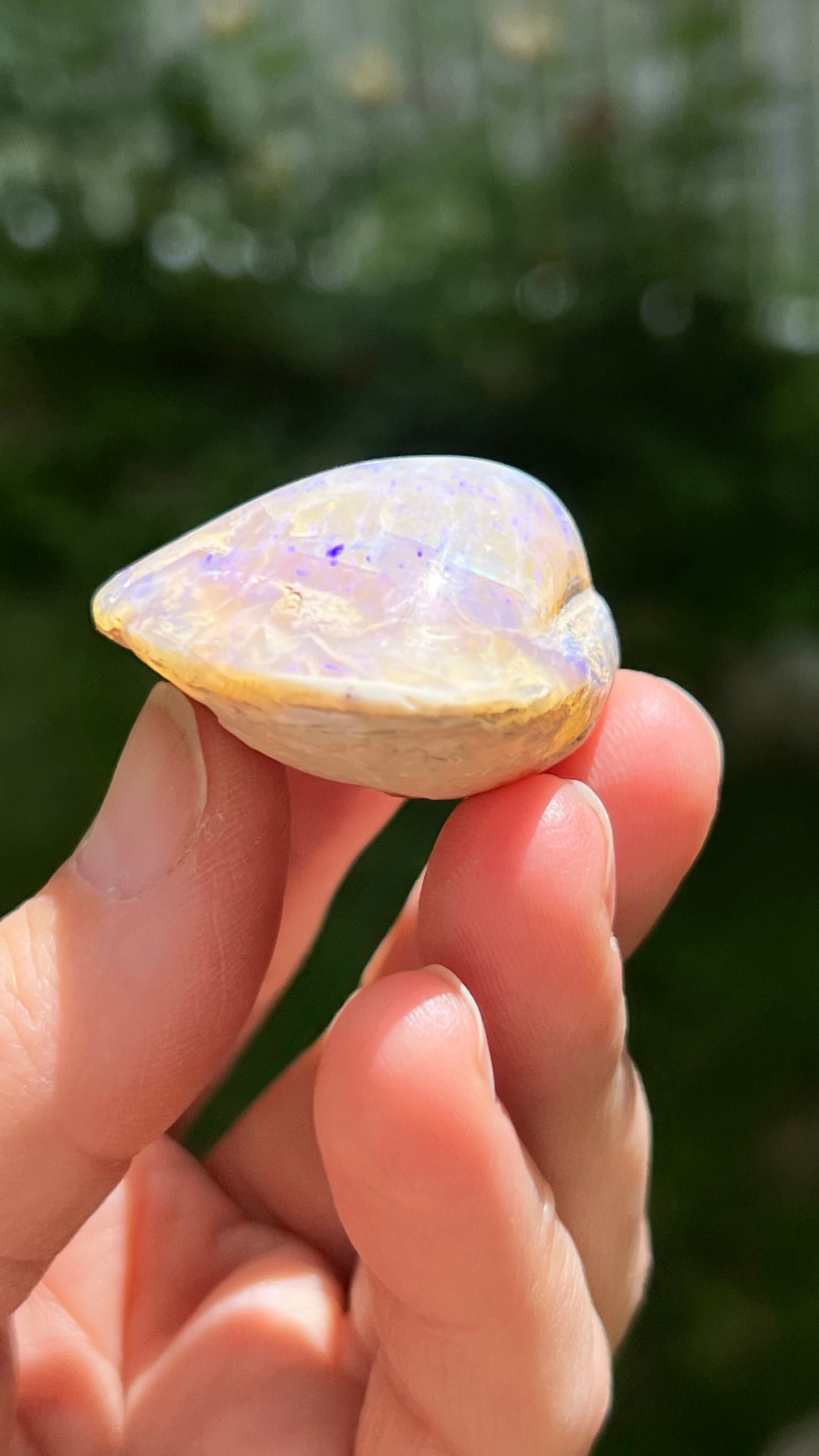 Opalized Clam Shell, 128cts Coober Pedy Australia, Iridescent Fossils
