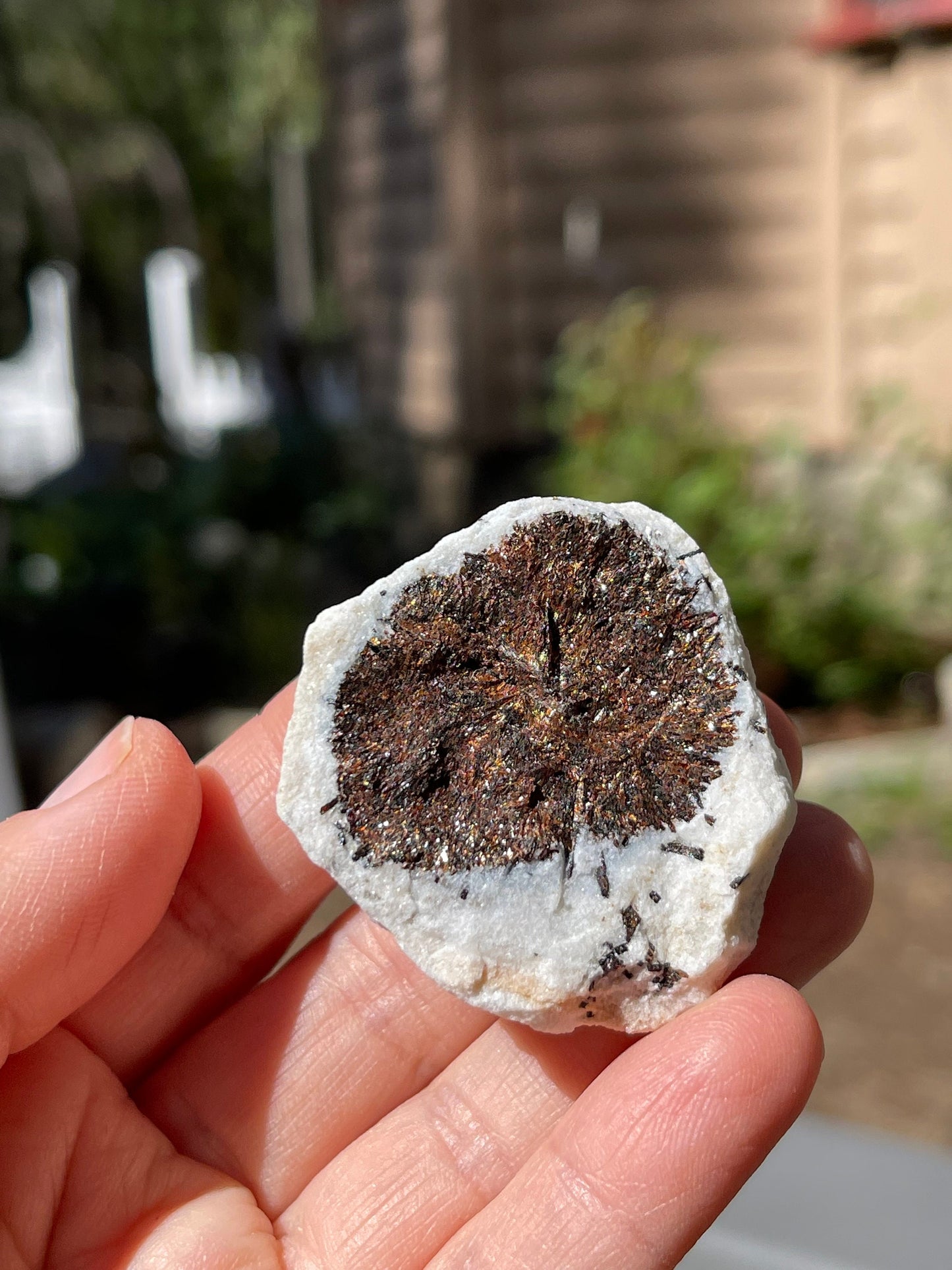 Astrophyllite Starburst, Shimmering Minerals