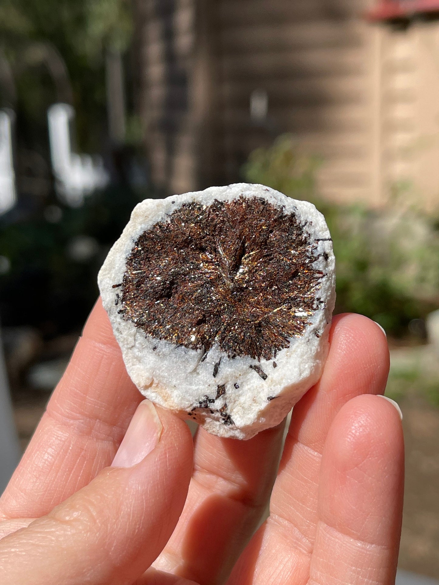 Astrophyllite Starburst, Shimmering Minerals