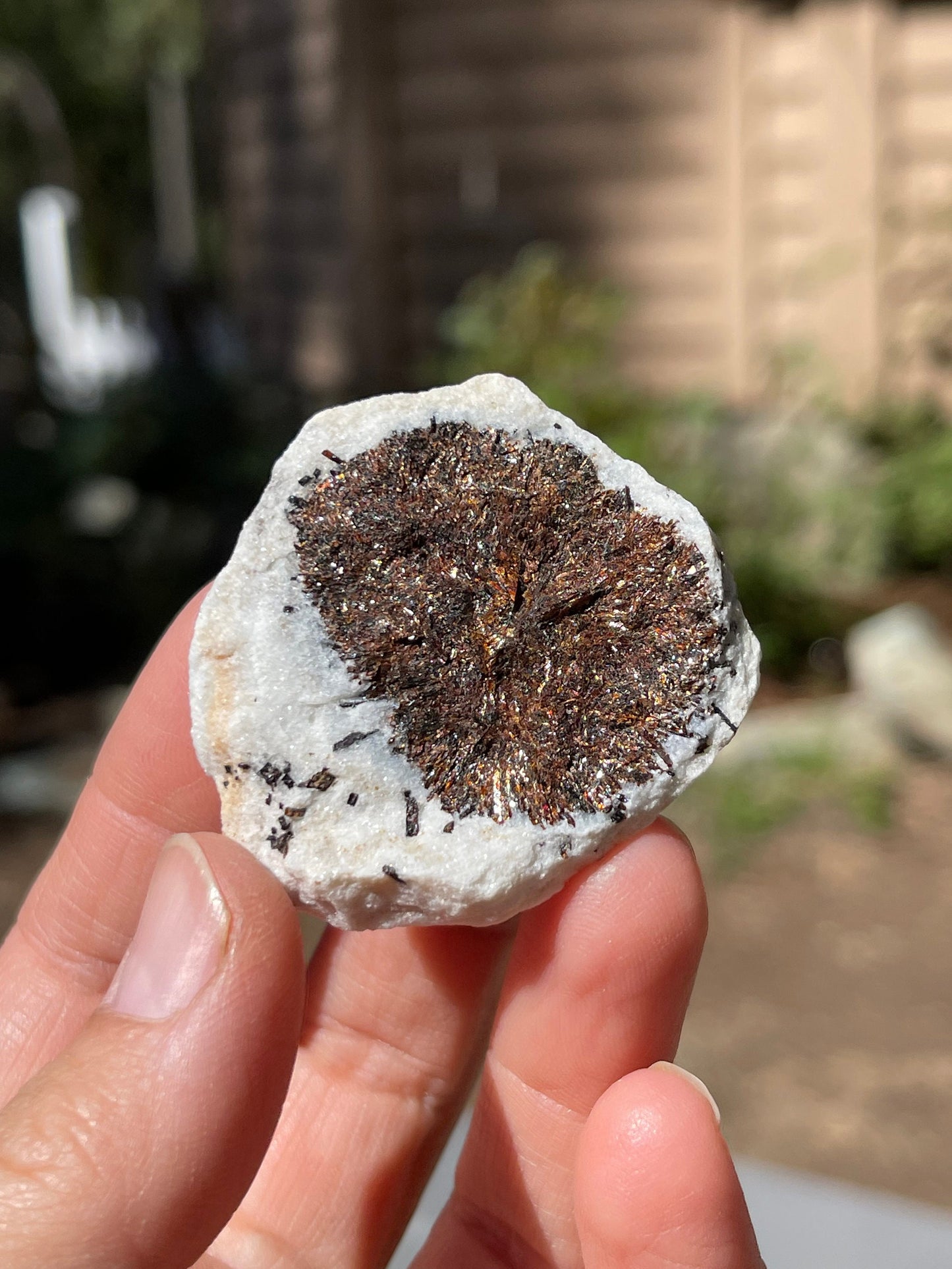 Astrophyllite Starburst, Shimmering Minerals