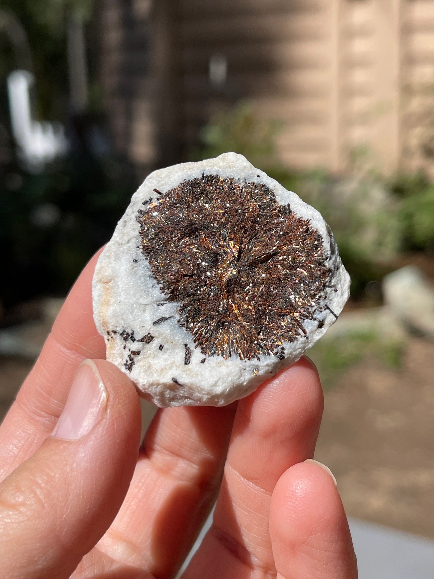 Astrophyllite Starburst, Shimmering Minerals