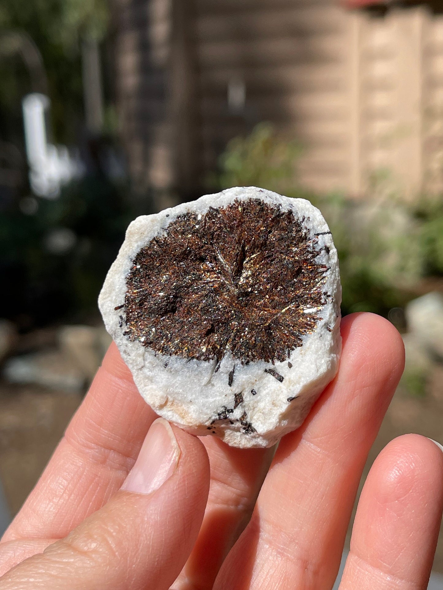 Astrophyllite Starburst, Shimmering Minerals
