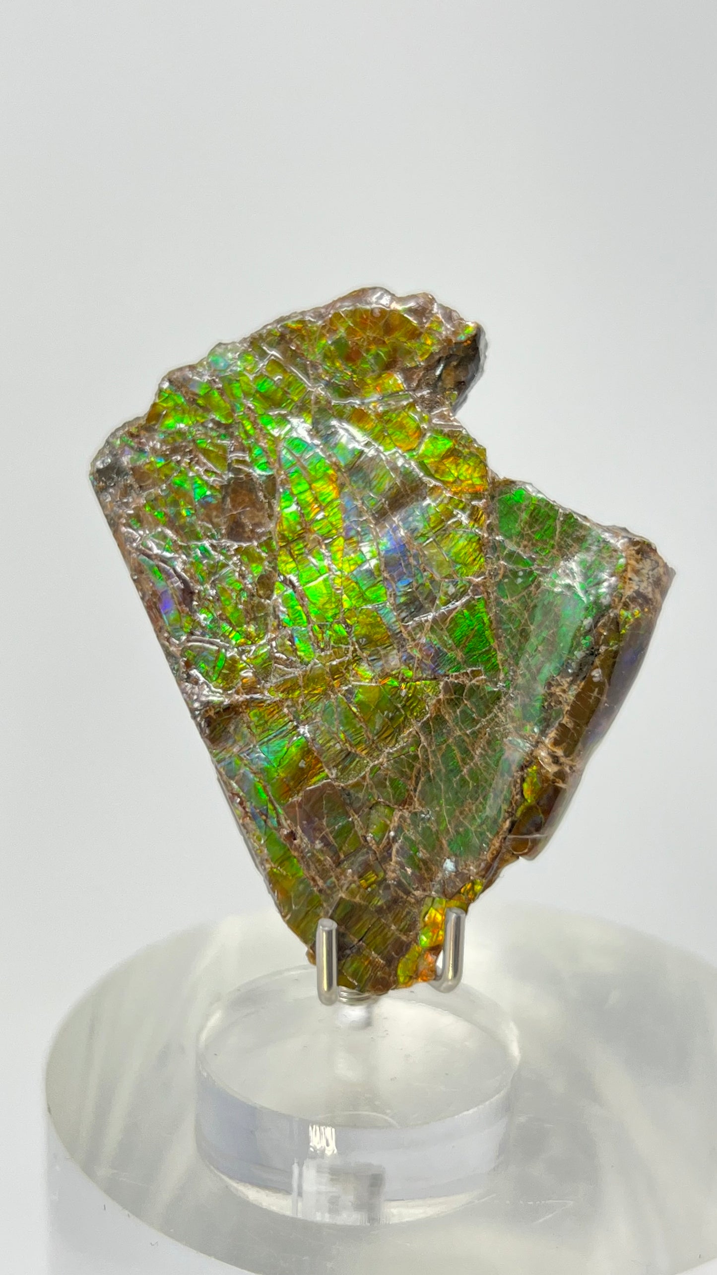 Ammolite Gemstone, Ammonite Fossil