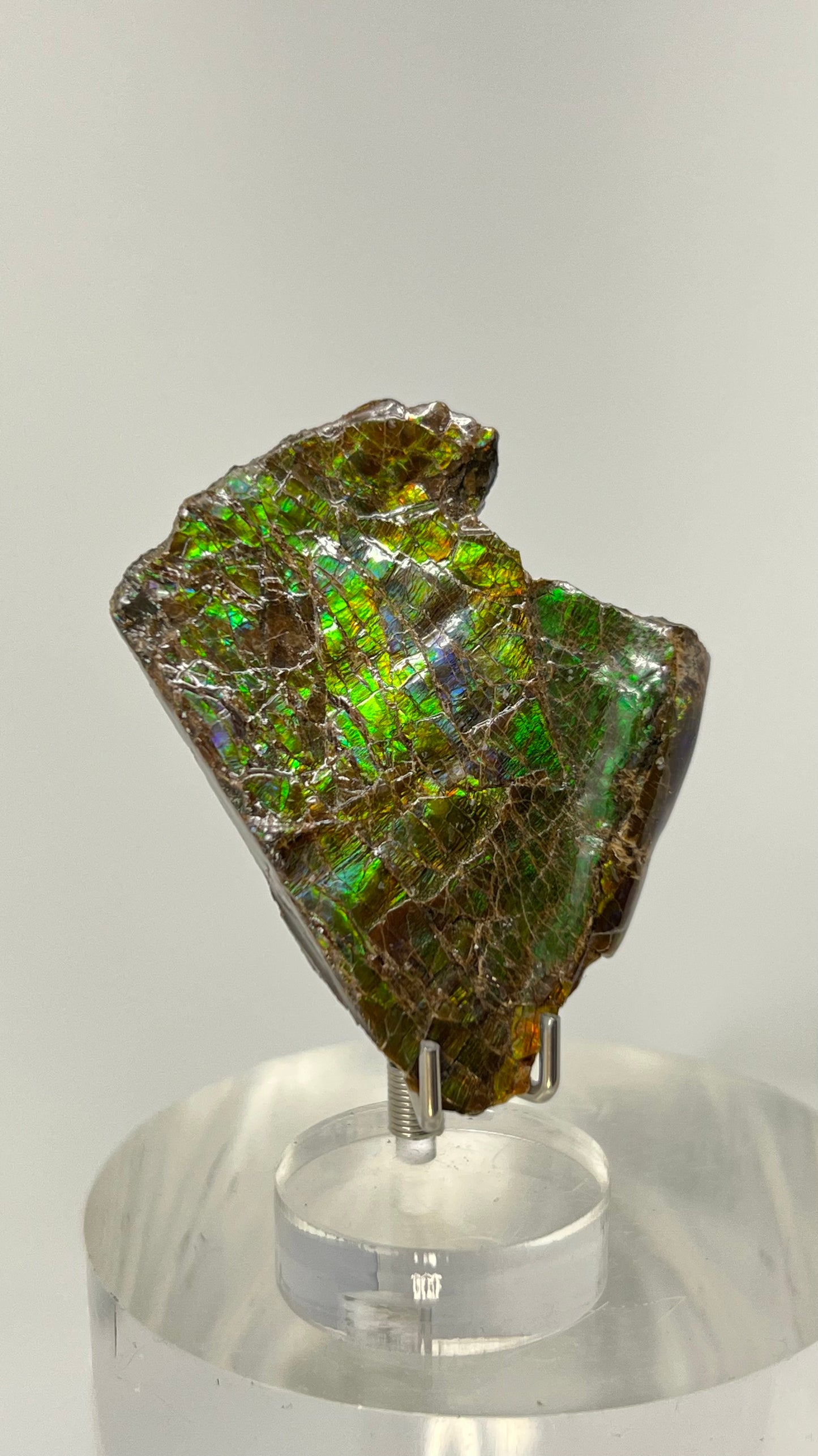 Ammolite Gemstone, Ammonite Fossil