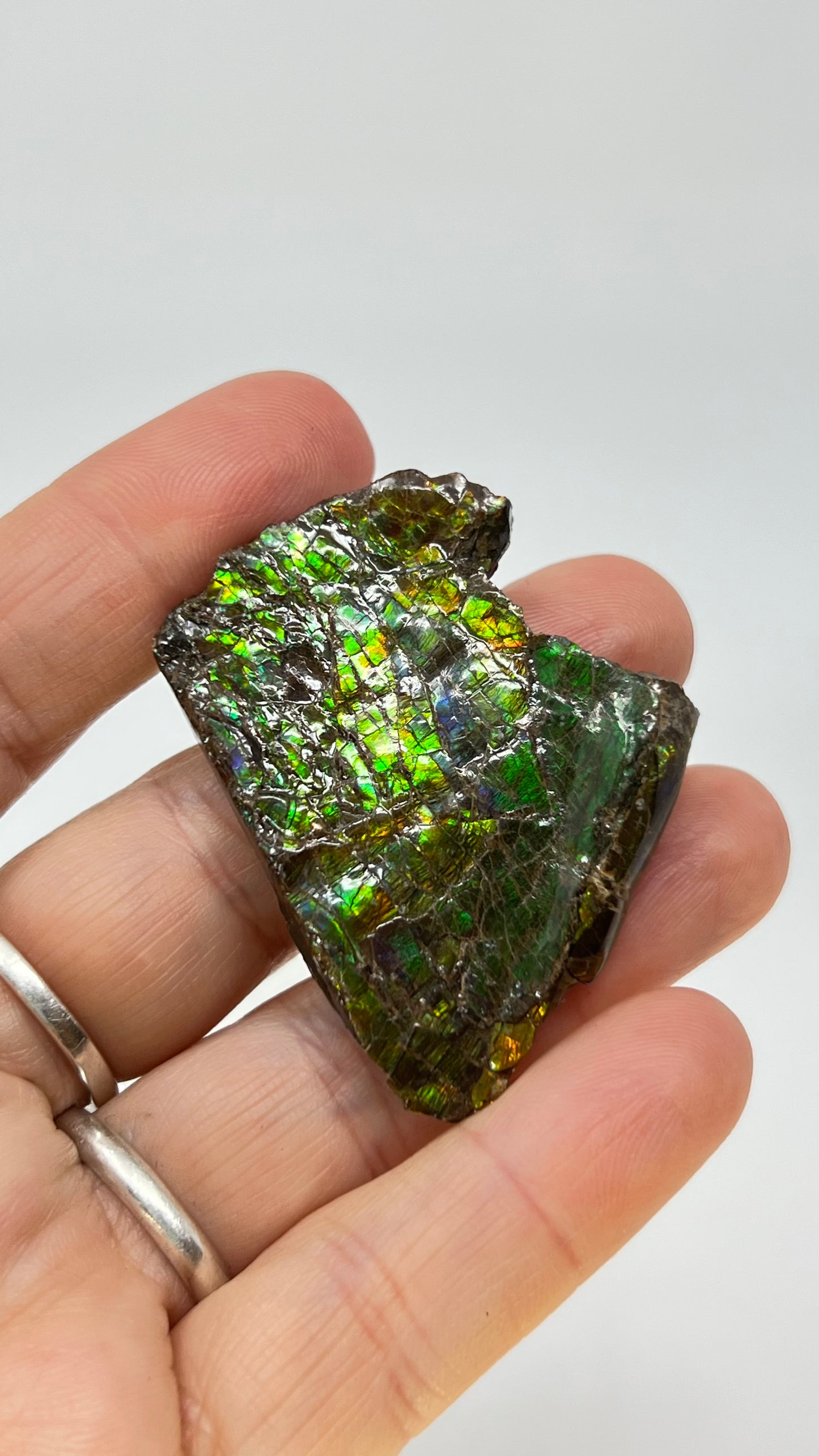 Ammolite Gemstone, Ammonite Fossil