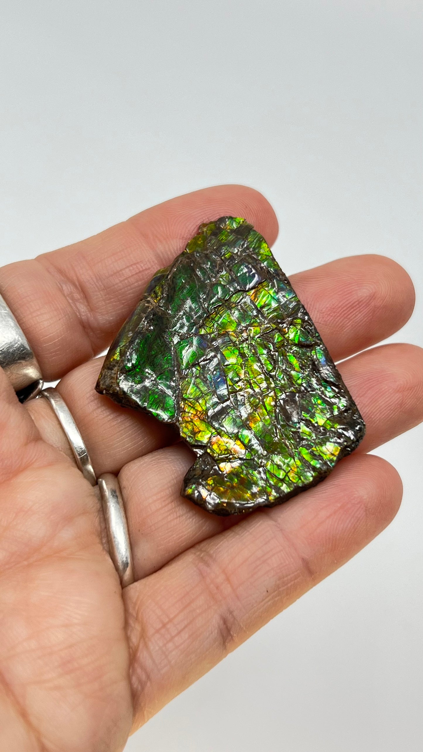 Ammolite Gemstone, Ammonite Fossil