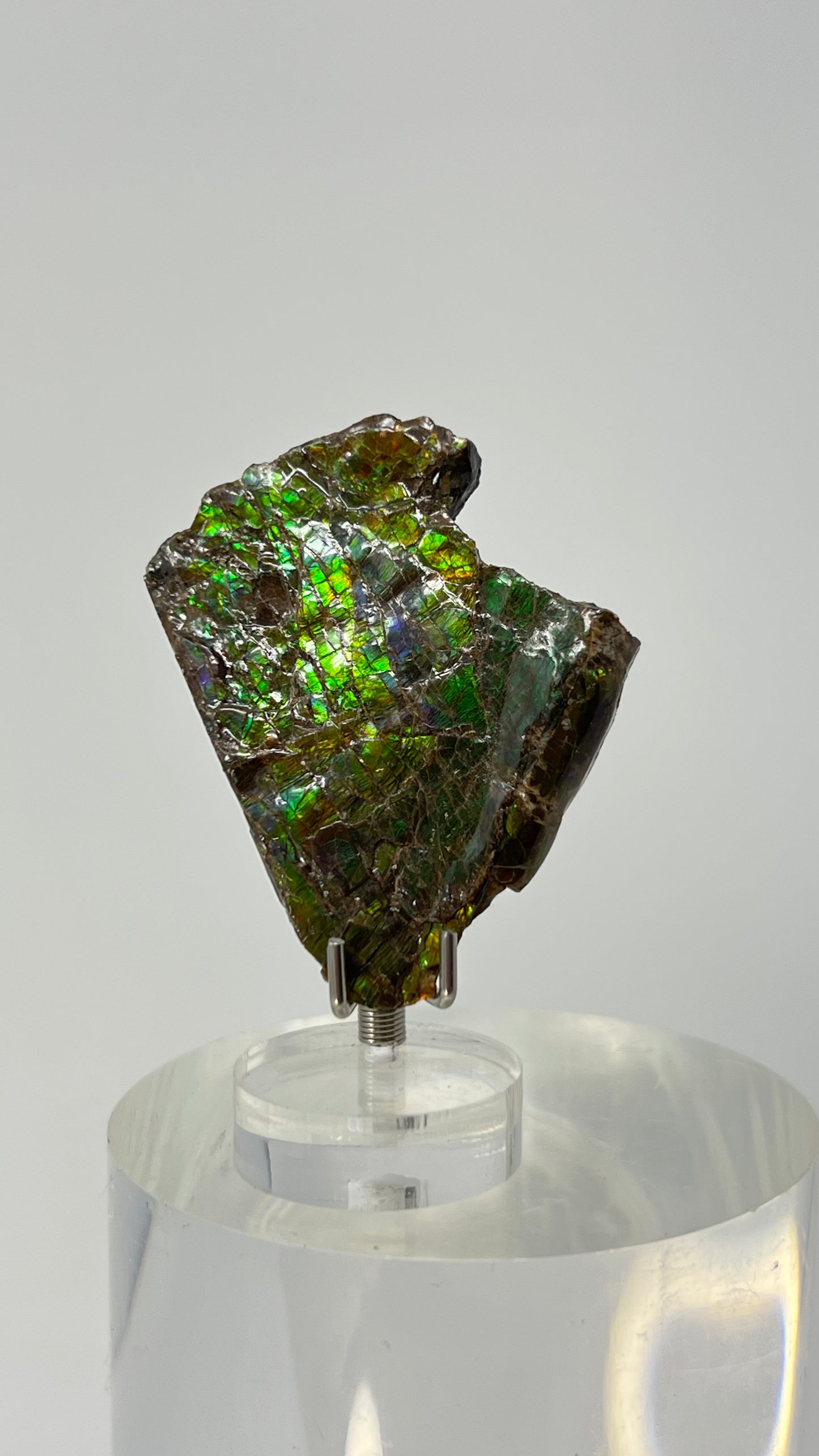 Ammolite Gemstone, Ammonite Fossil