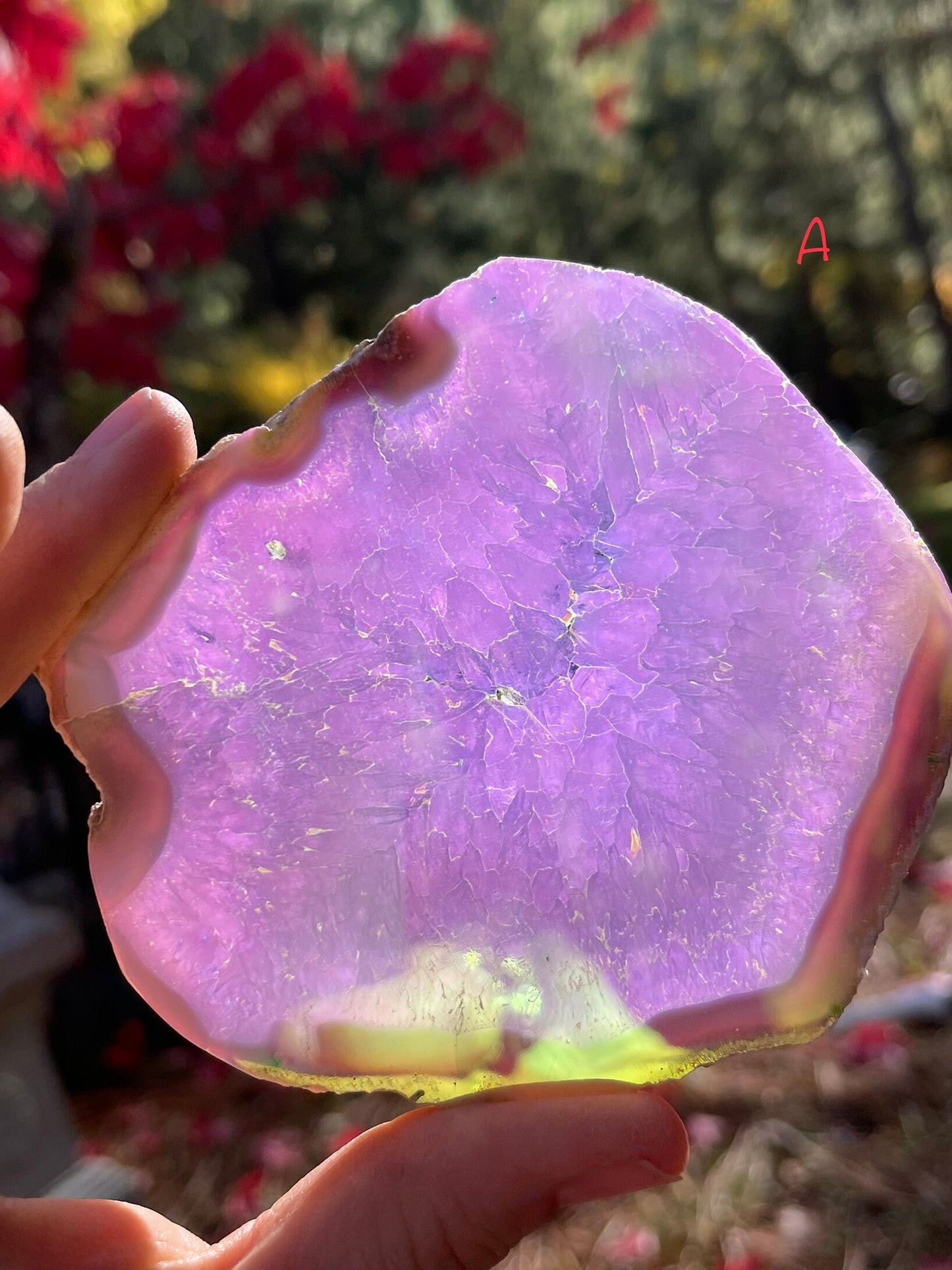 You Pick! (1) Angel Aura Agate Quartz Slice