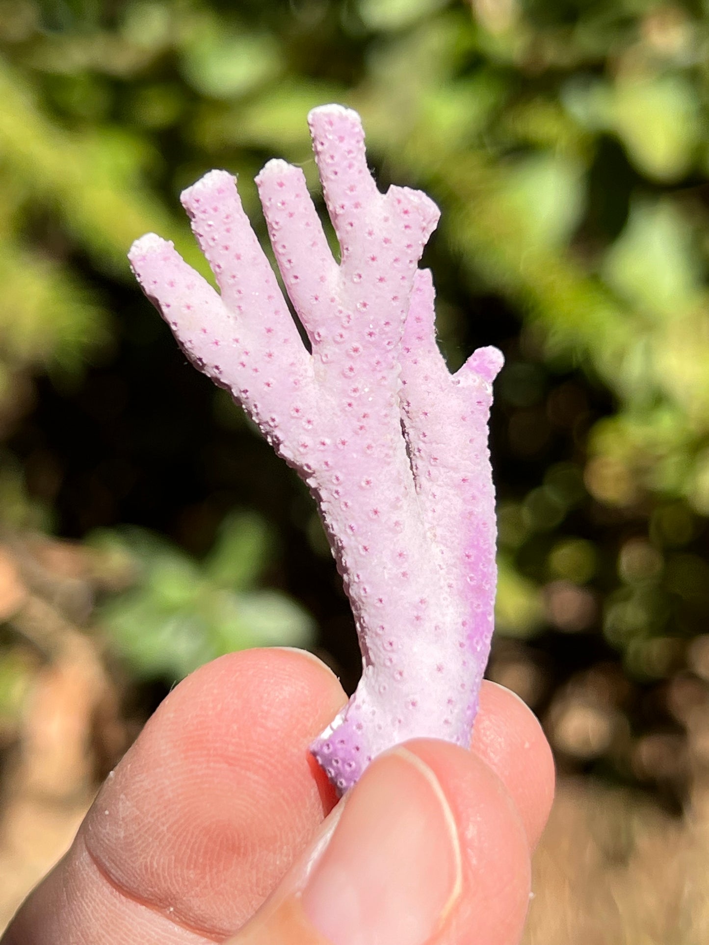 Natural Purple Coral, 1960s Collection